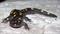 We can look to salamanders as a template of what perfect regeneration looks like.