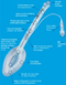 Laryngeal Airway 