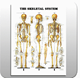 The Skeletal System Chart